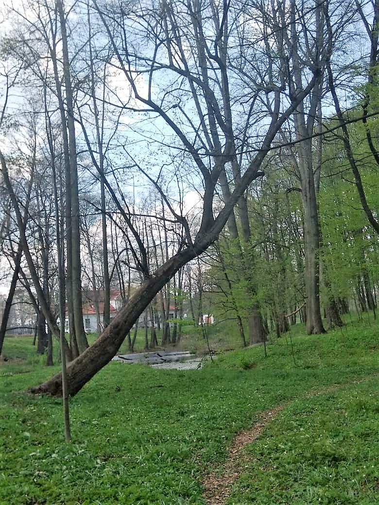 park przy dworku w Korzeniowie
