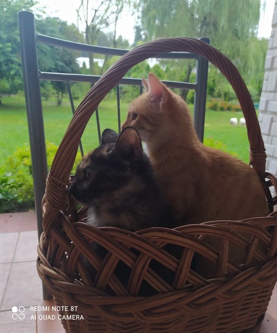 Dwa kotki w koszyku 